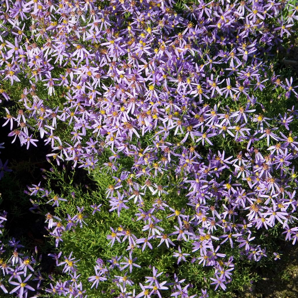 Aster sedifolius Nanus - Aster à feuilles de sedum