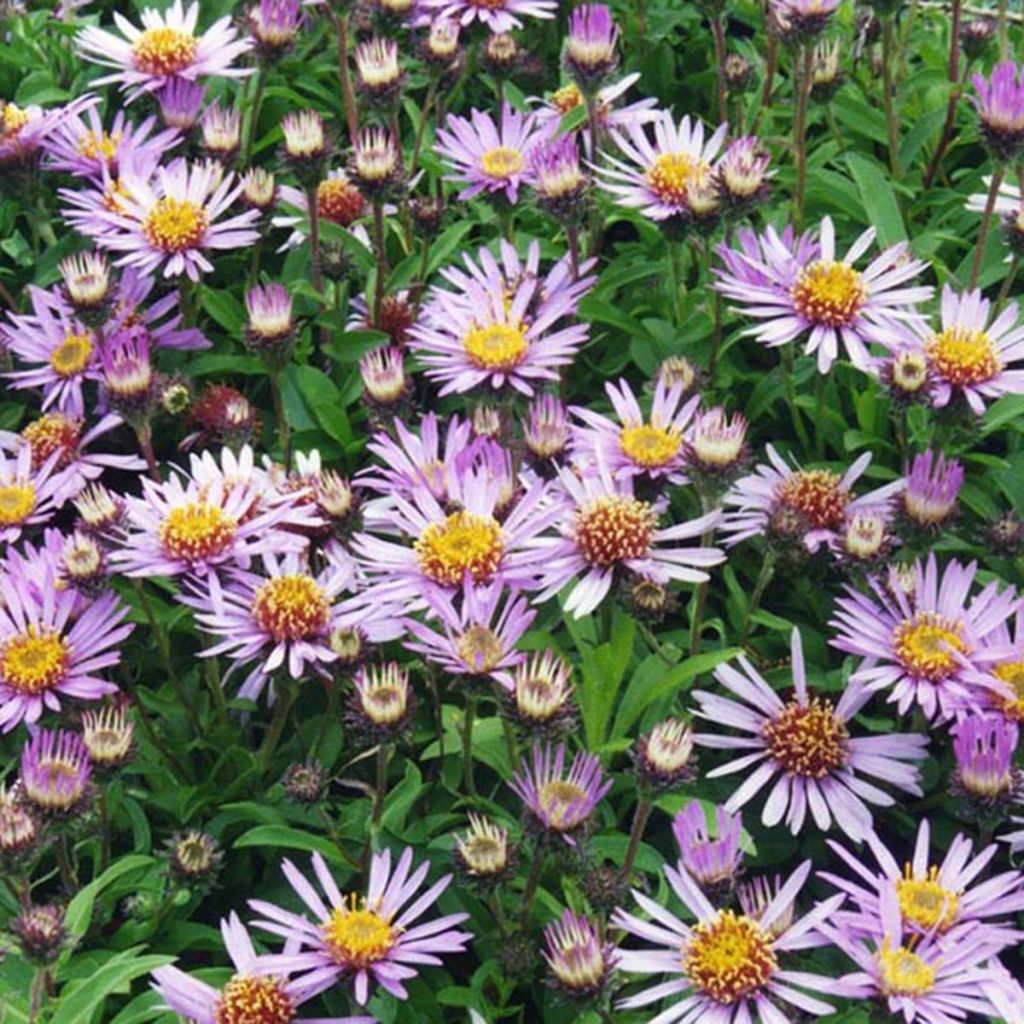 Aster sibiricus - Aster de Sibérie