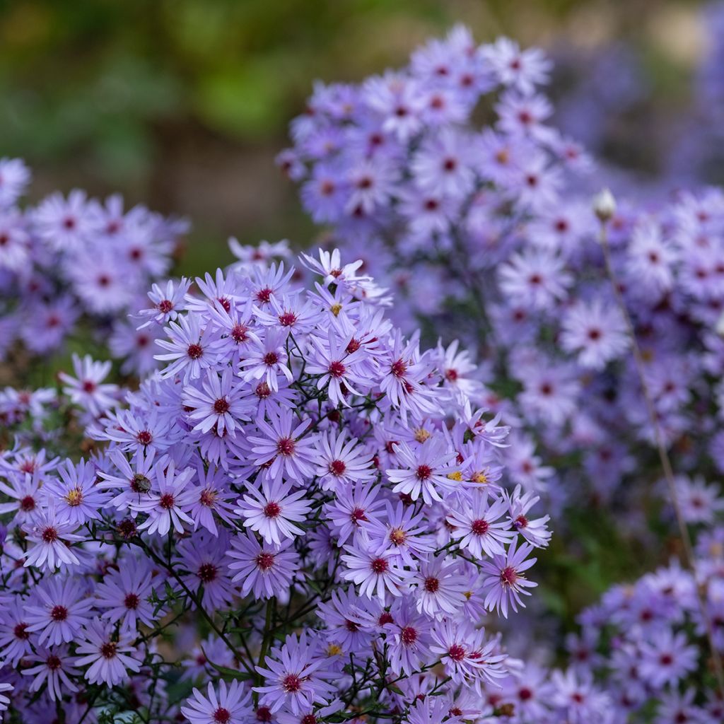 Aster tataricus Jindai - Aster de Tartarie