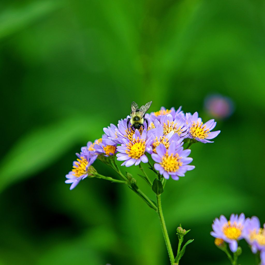 Aster tataricus Jindai - Aster de Tartarie