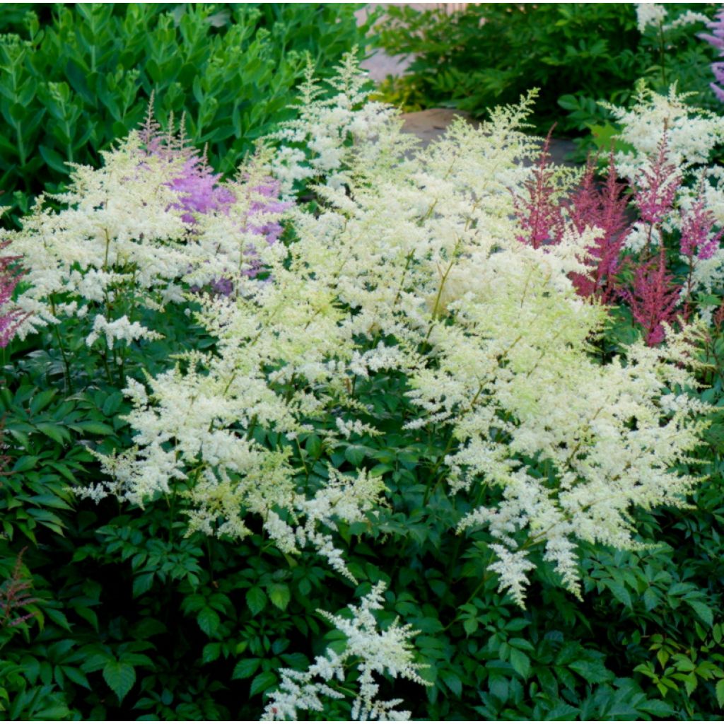 Astilbe Avalanche