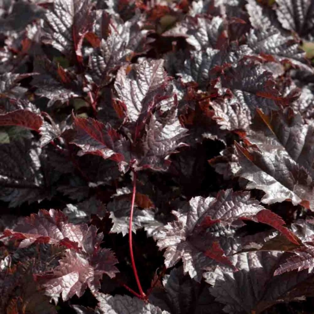 Astilbe Chocolate Shogun