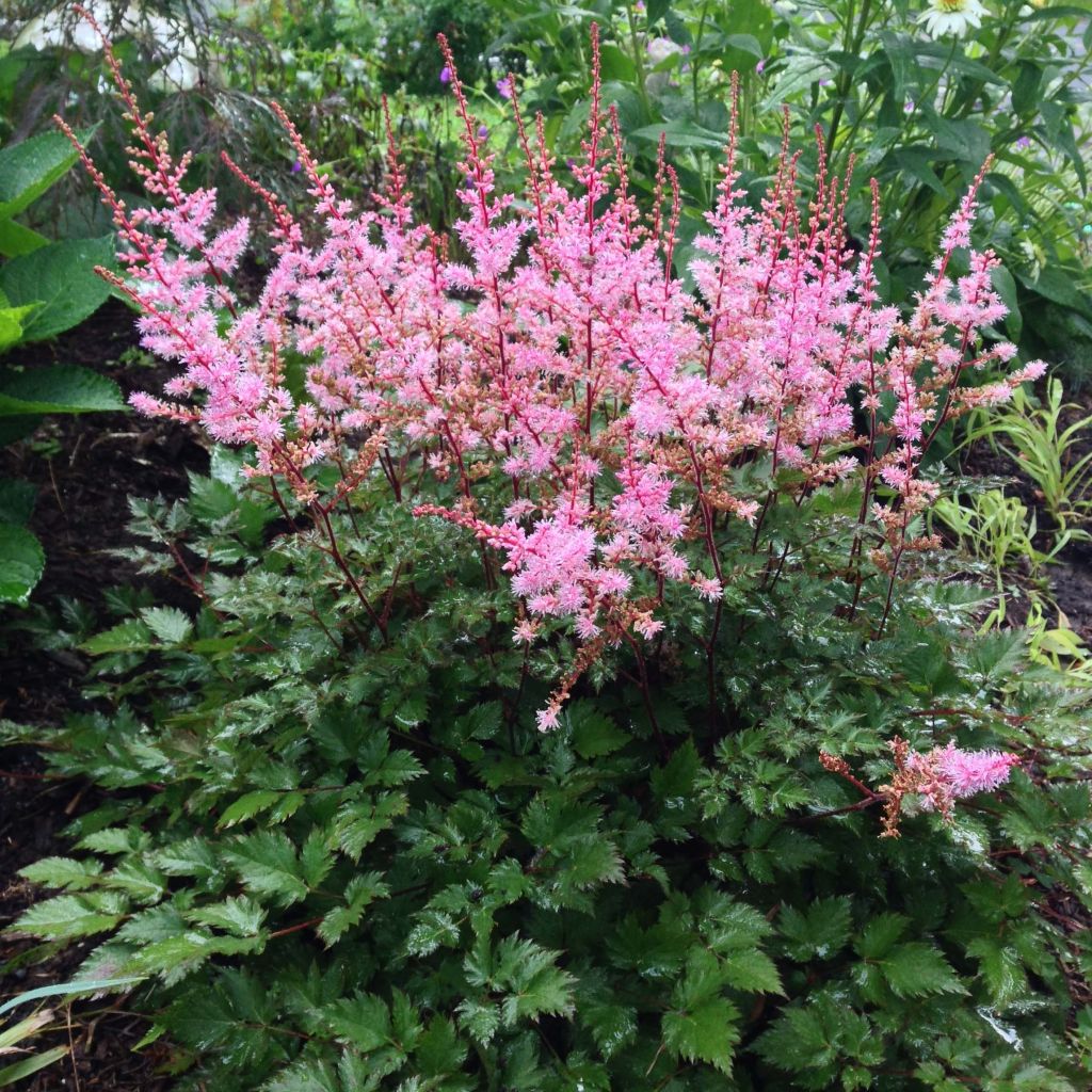 Astilbe Delft Lace