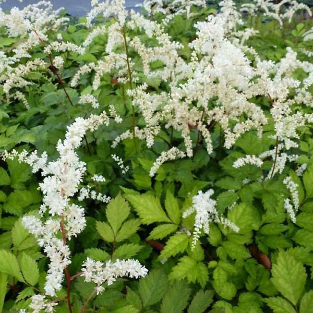 Plant Profile for Astilbe thunbergii 'Prof. van der Wielen' - Tall Japanese  Astilbe Perennial