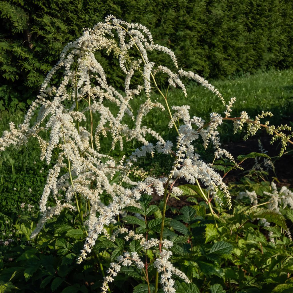 Astilbe Prof. van der Wielen