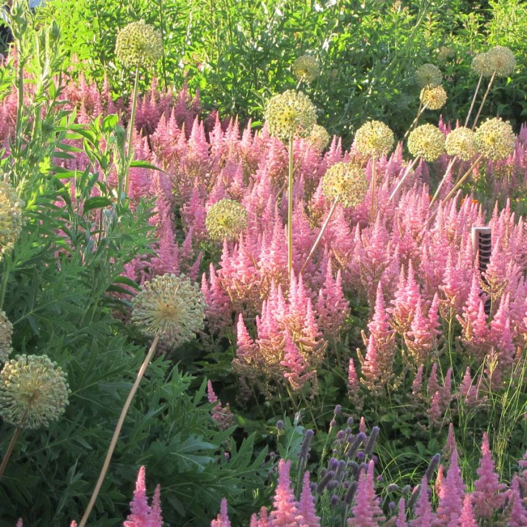 Astilbe Vision in Pink