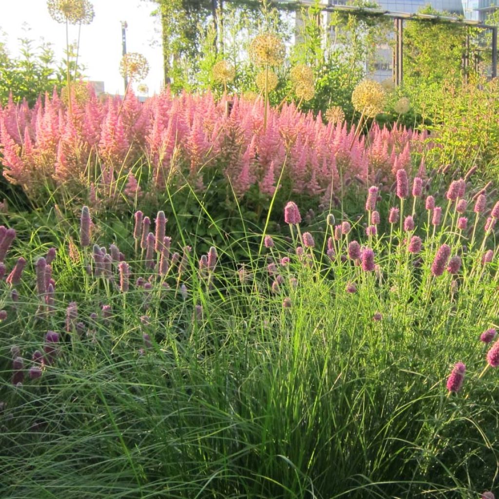 Astilbe Vision in Pink