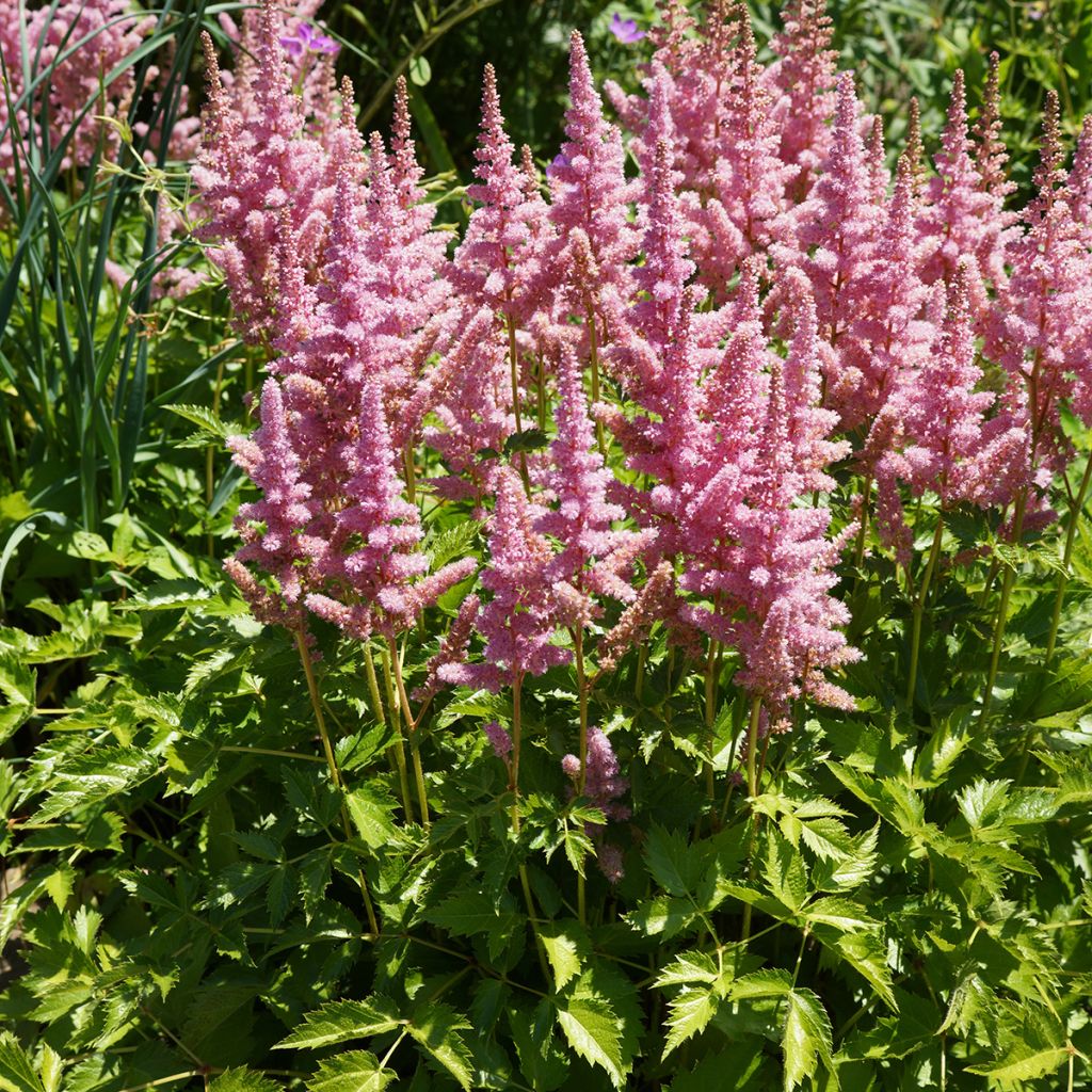 Astilbe Vision in Pink