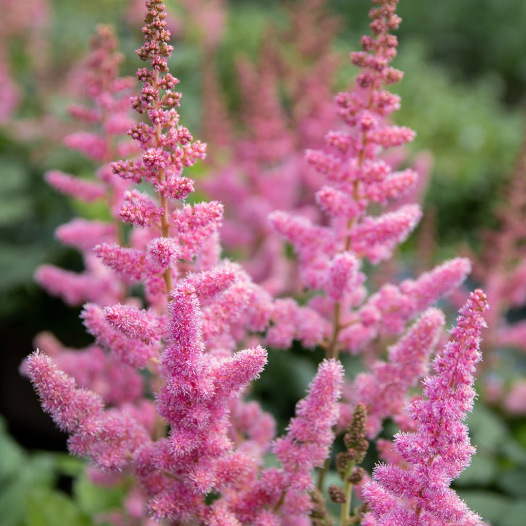 Astilbe Vision in Pink