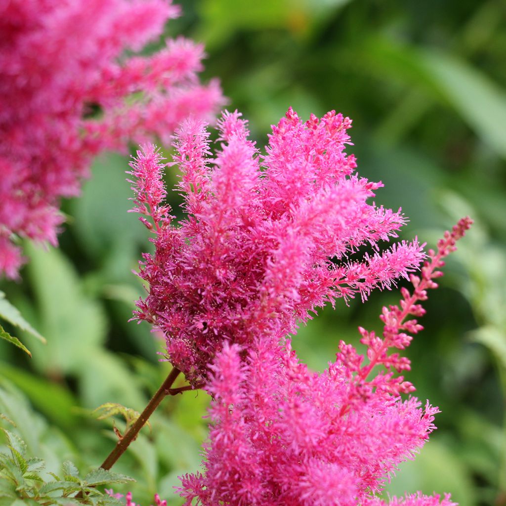 Astilbe Vision in Pink