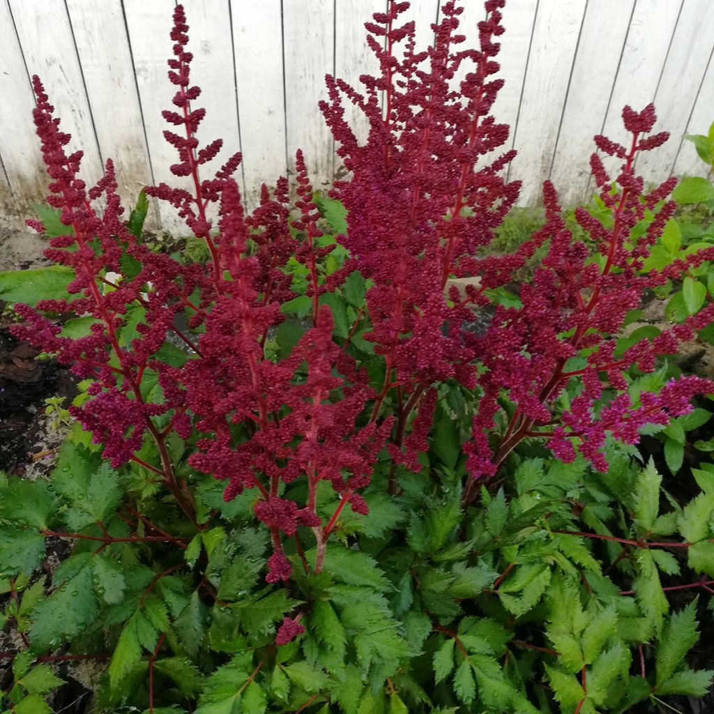 Astilbe Vision in Red
