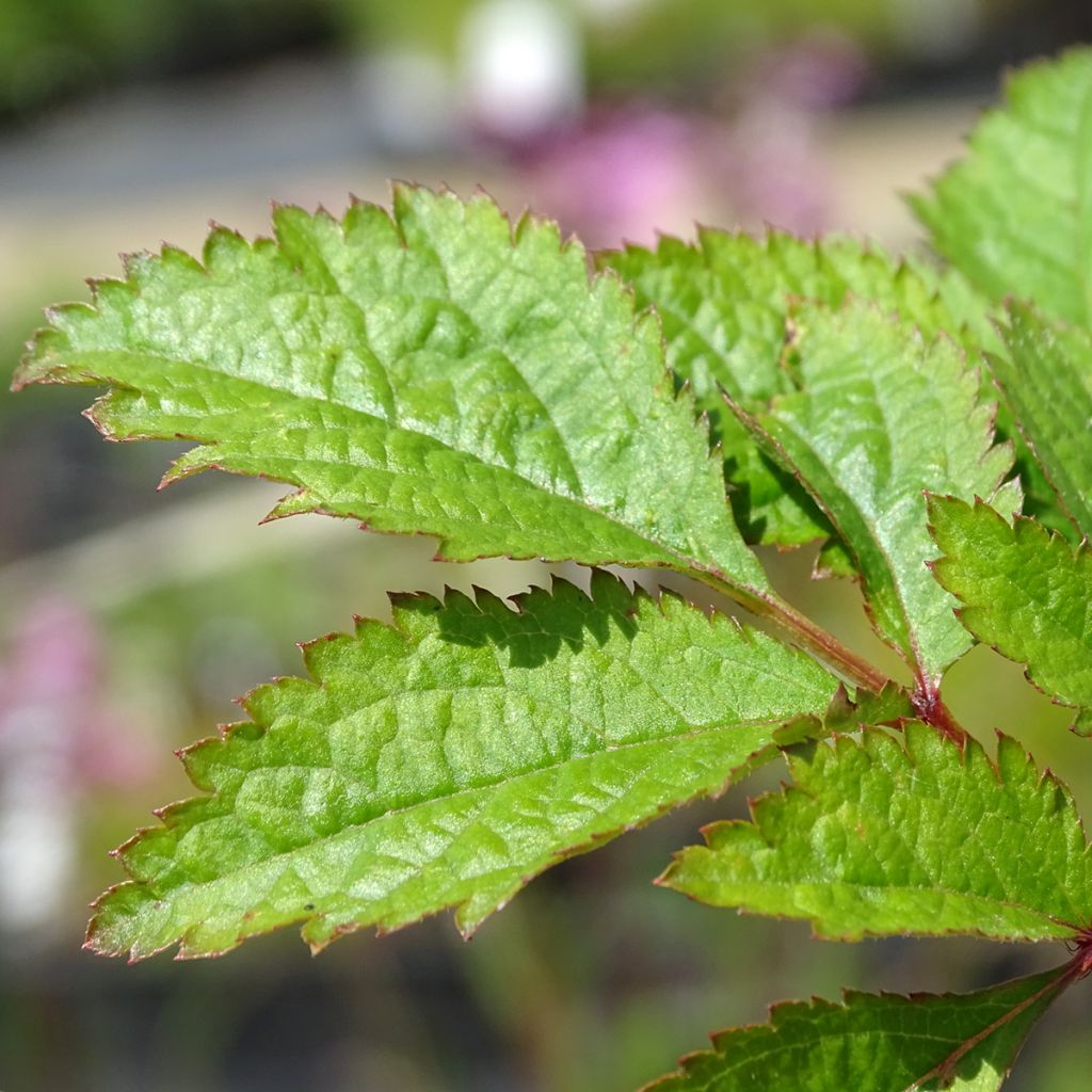 Astilbe arendsii Amethyst