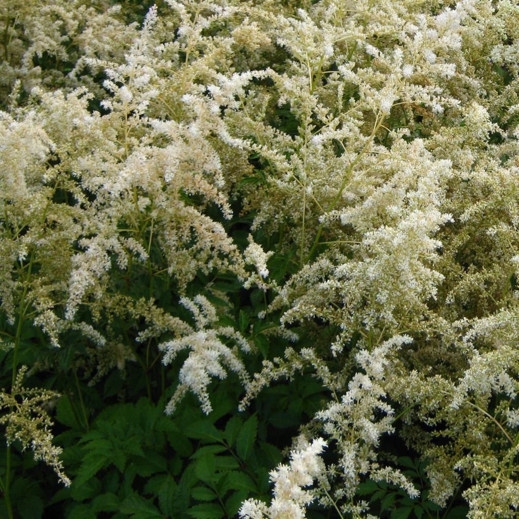 Astilbe arendsii Brautschleier