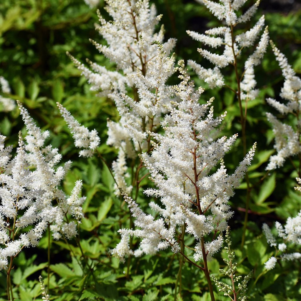 Astilbe arendsii Brautschleier