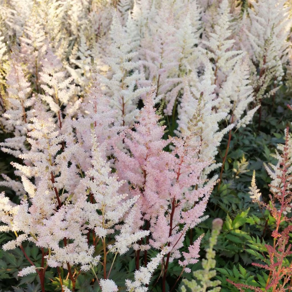 Astilbe arendsii Bumalda -  Astilbe d'Arends blanche