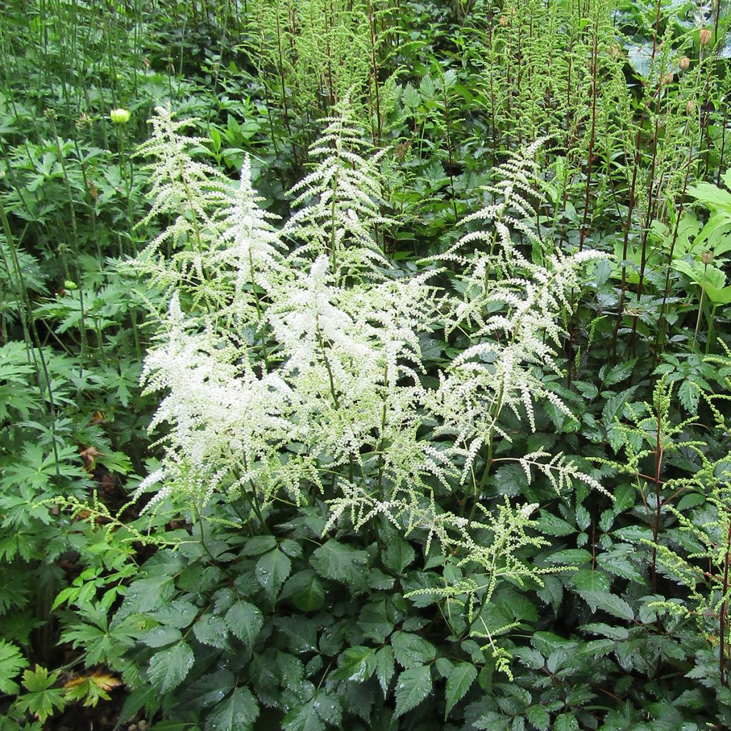 Astilbe arendsii Cappuccino