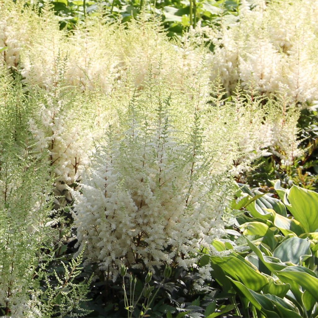 Astilbe arendsii Ellie