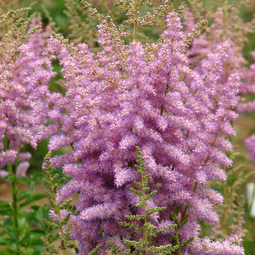 Astilbe arendsii Hyazinth