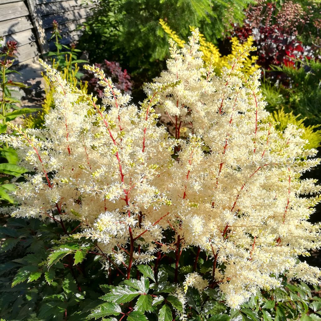 Astilbe arendsii Rock and Roll