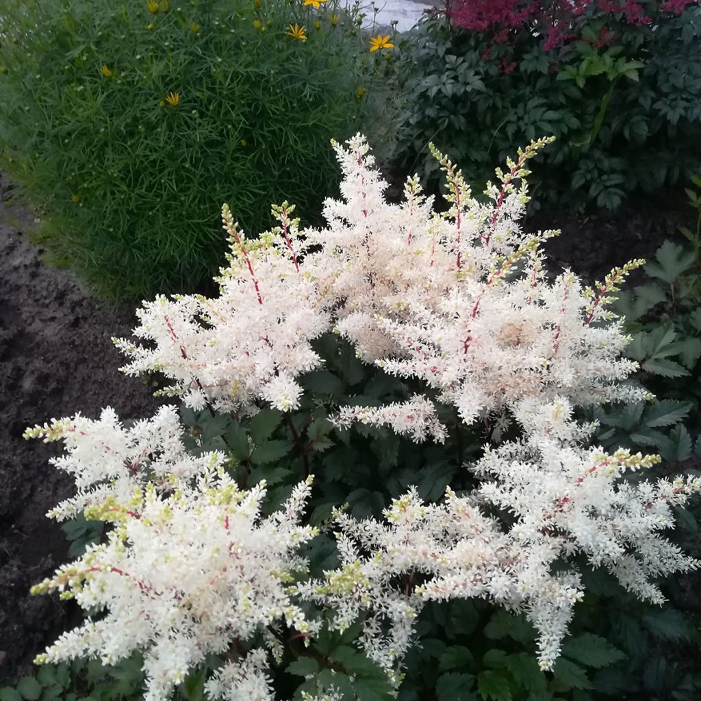 Astilbe arendsii Rock and Roll