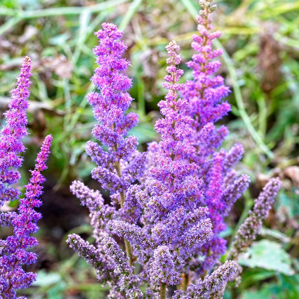 Astilbe chinensis Pumila