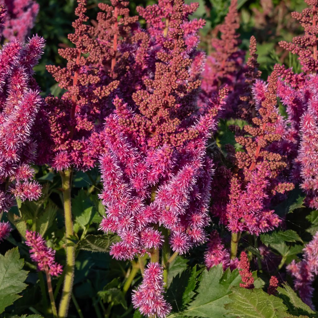 Astilbe chinensis Visions