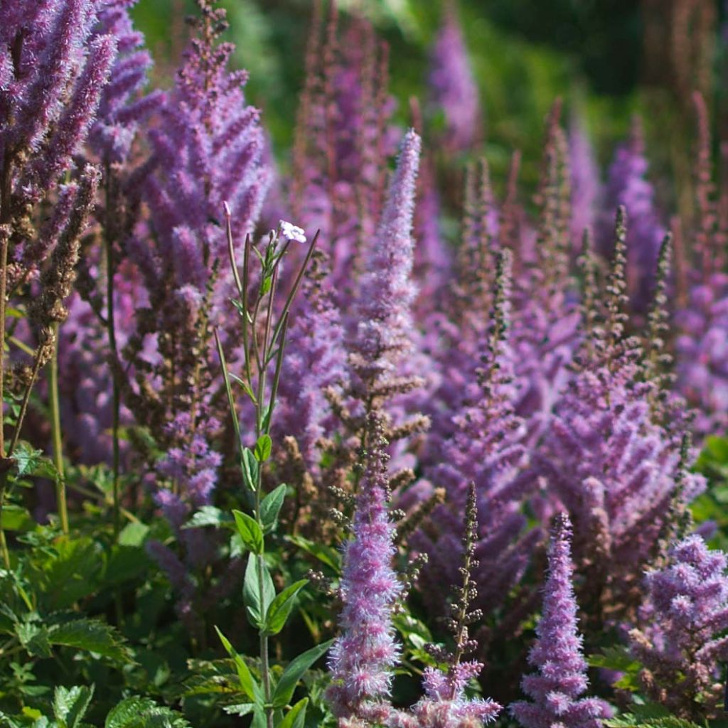 Astilbe chinensis var. taquetii Purpurlanze