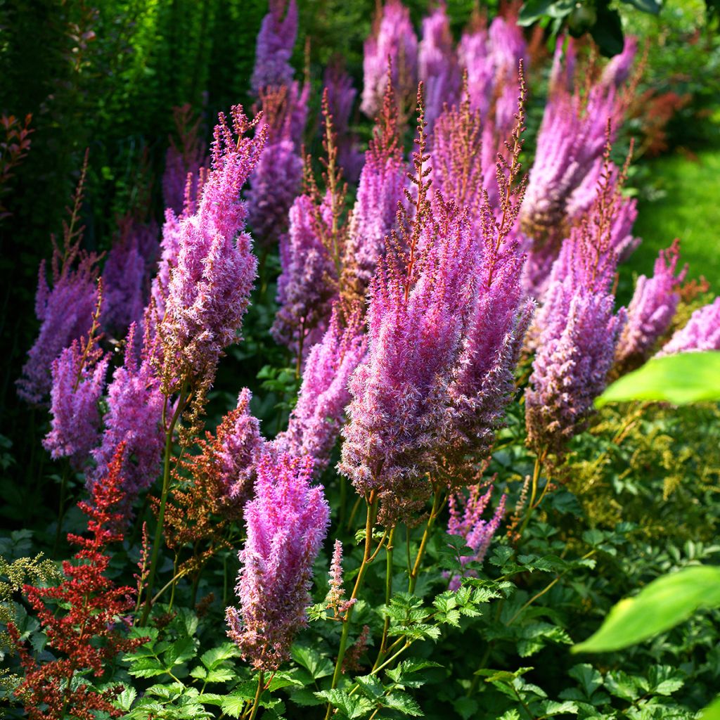 Astilbe chinensis var. taquetii Superba