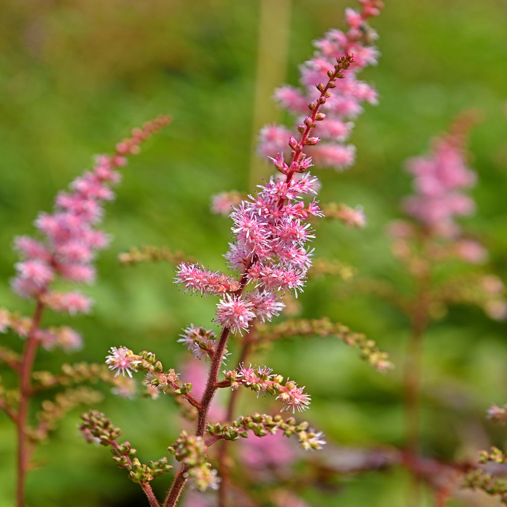 Astilbe japonica Delft Lace