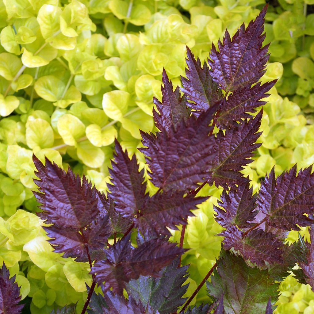 Astilbe japonica Delft Lace