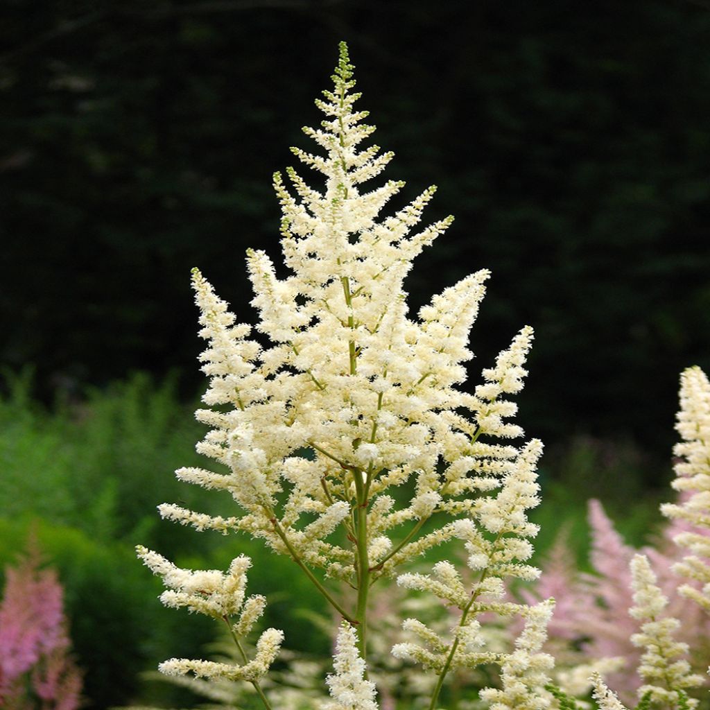 Astilbe japonica Deutchland - Astilbe du Japon Deutchland