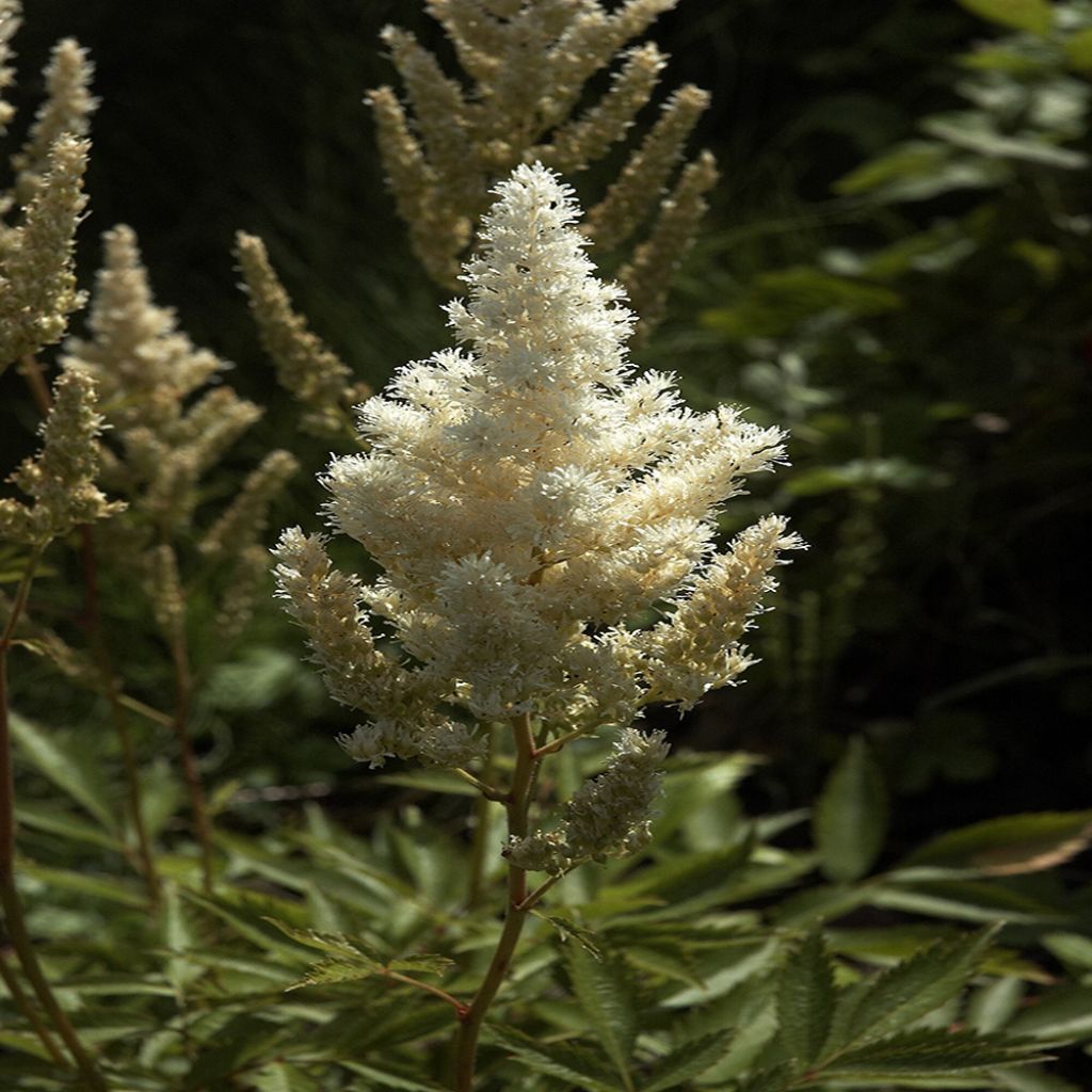 Astilbe japonica Deutchland - Astilbe du Japon Deutchland