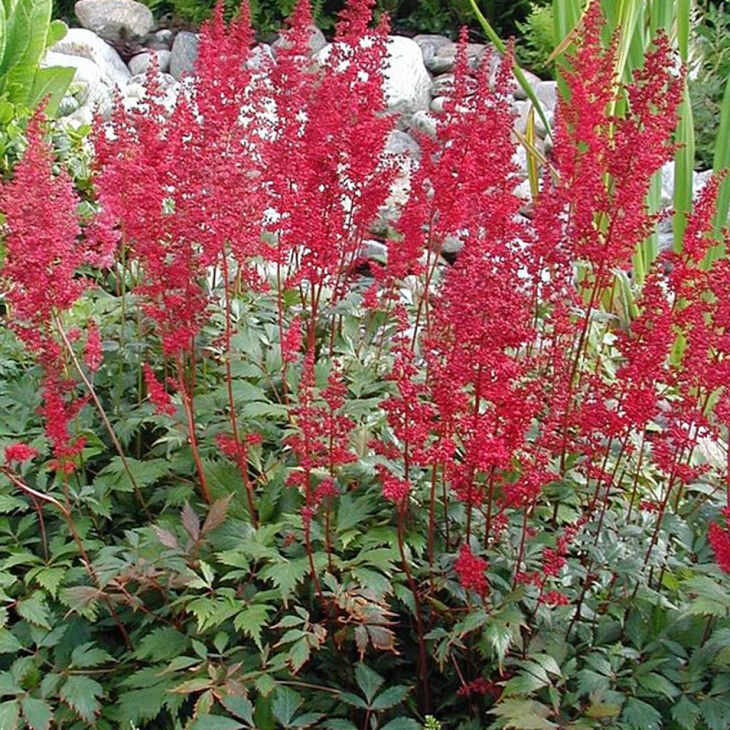 Astilbe japonica Montgomery