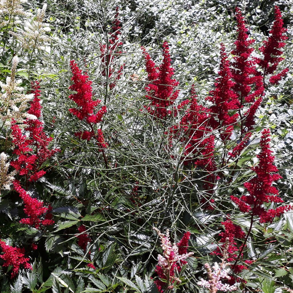 Astilbe japonica Montgomery