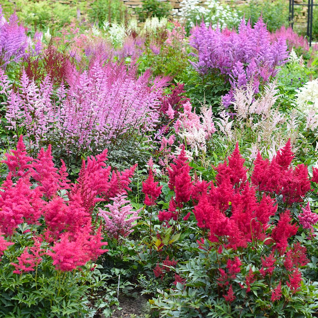 Astilbe japonica Montgomery