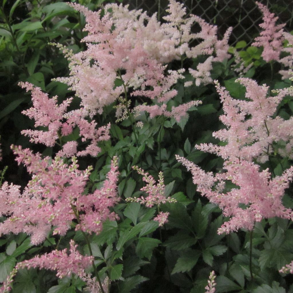 Astilbe japonica Peach Blossom - Astilbe du Japon Peach Blossom