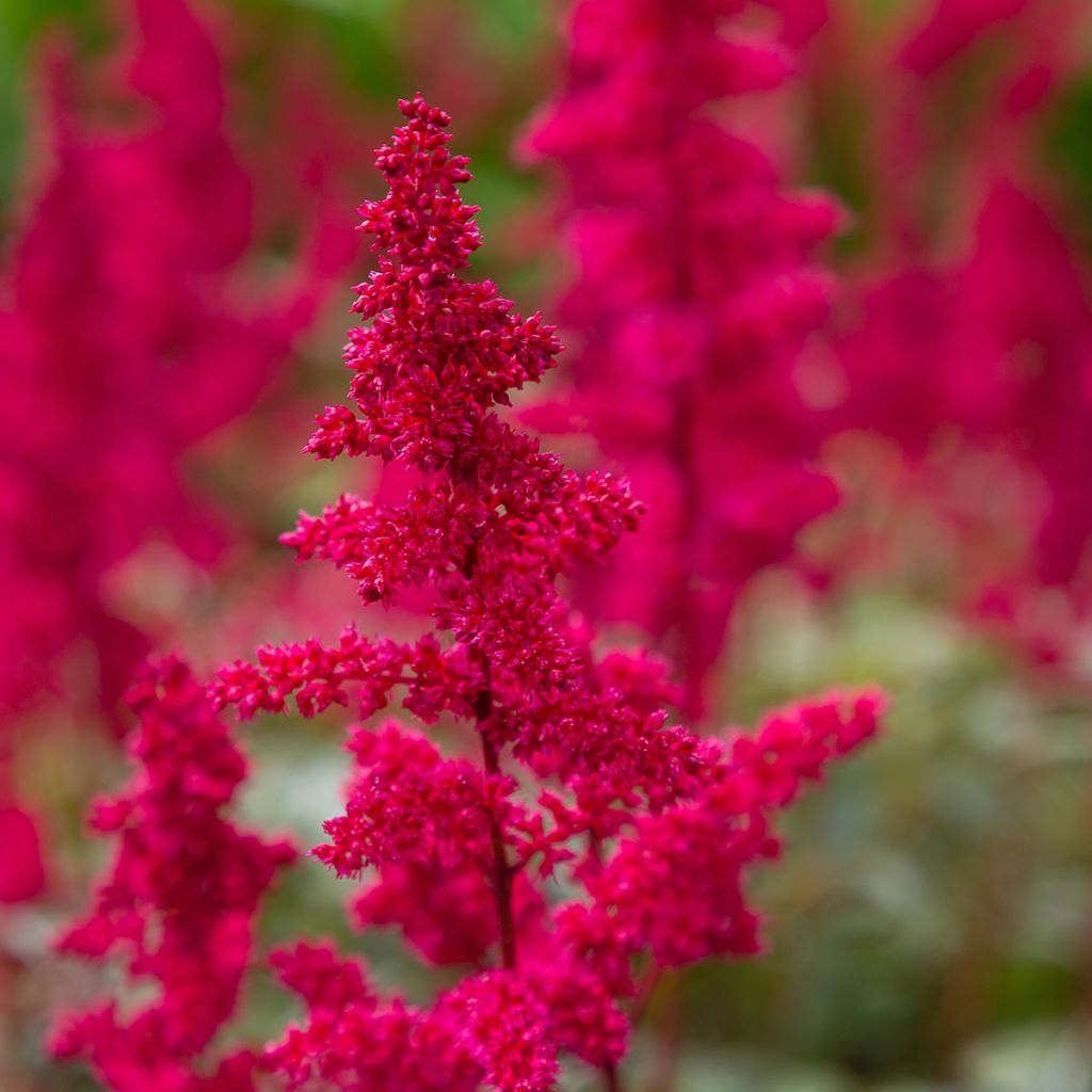 Astilbe japonica Red Sentinel