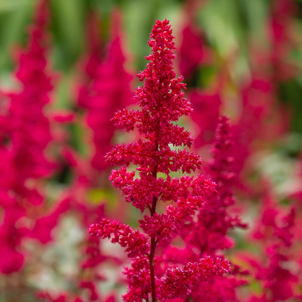 Astilbe japonica Red Sentinel