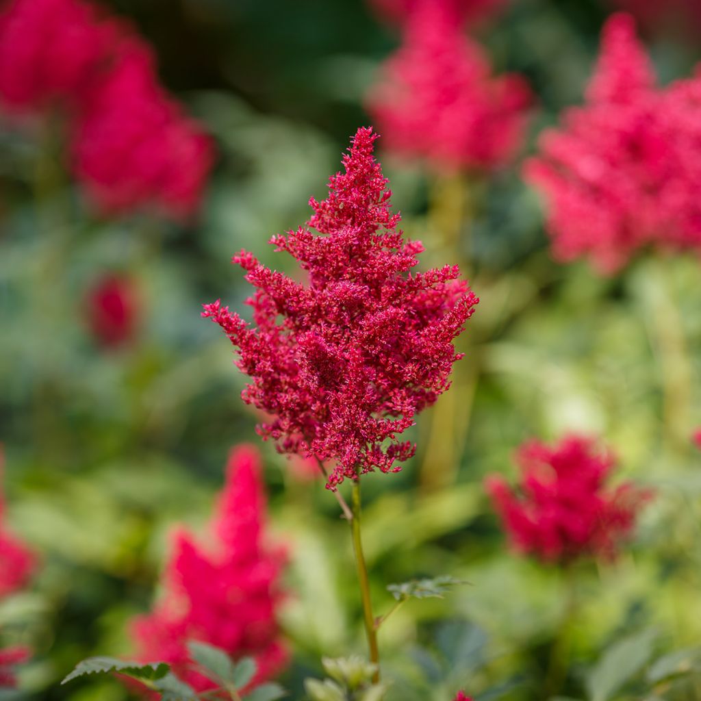 Astilbe japonica Red Sentinel