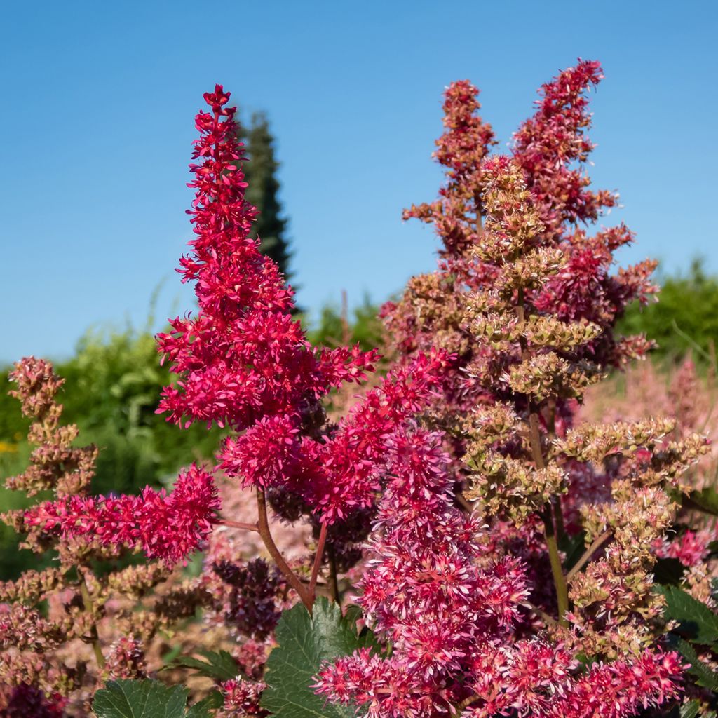 Astilbe japonica Vesuvius