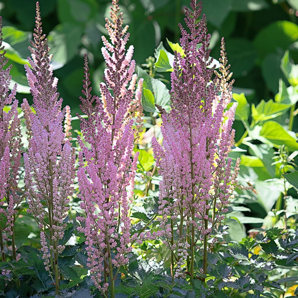 Astilbe myriantha