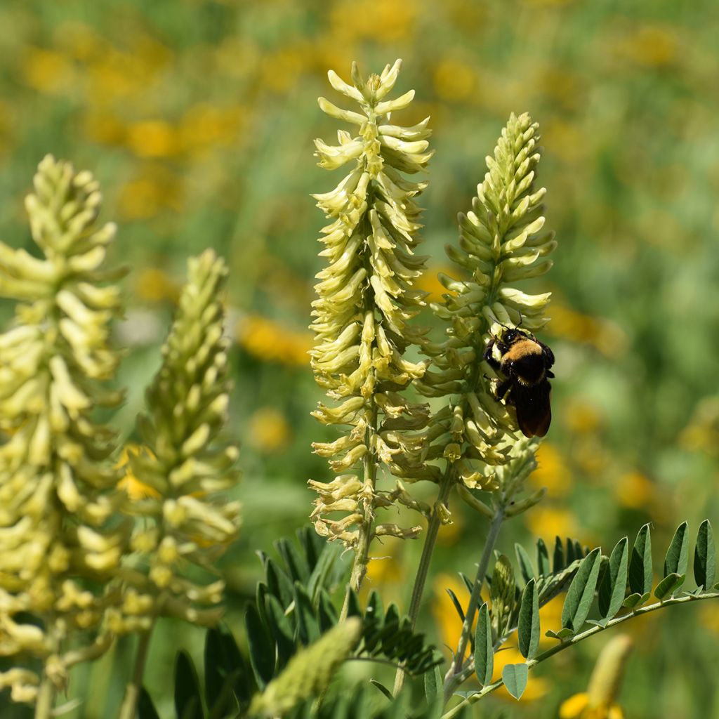 Astragalus canadensis - Astragale du Canada