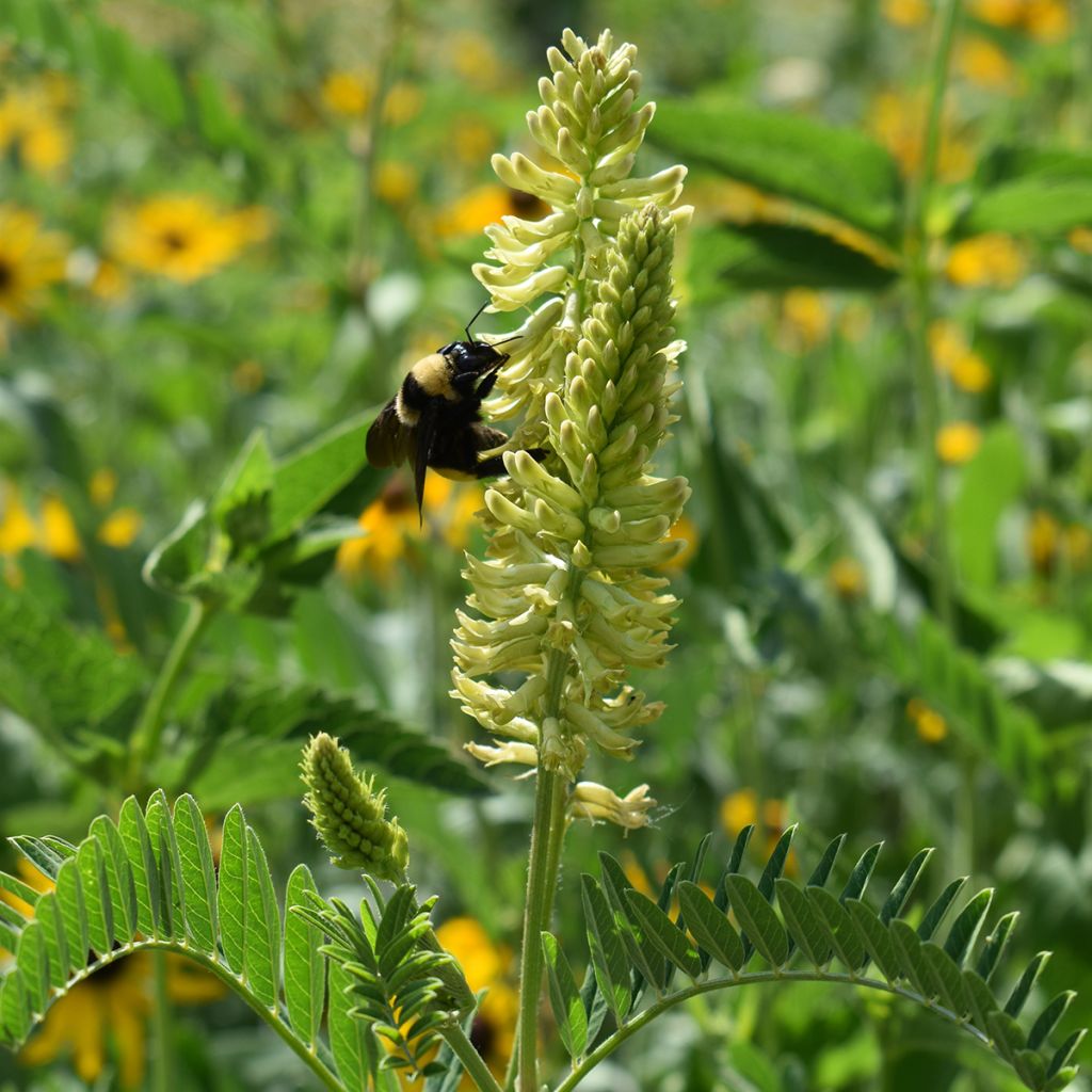 Astragalus canadensis - Astragale du Canada