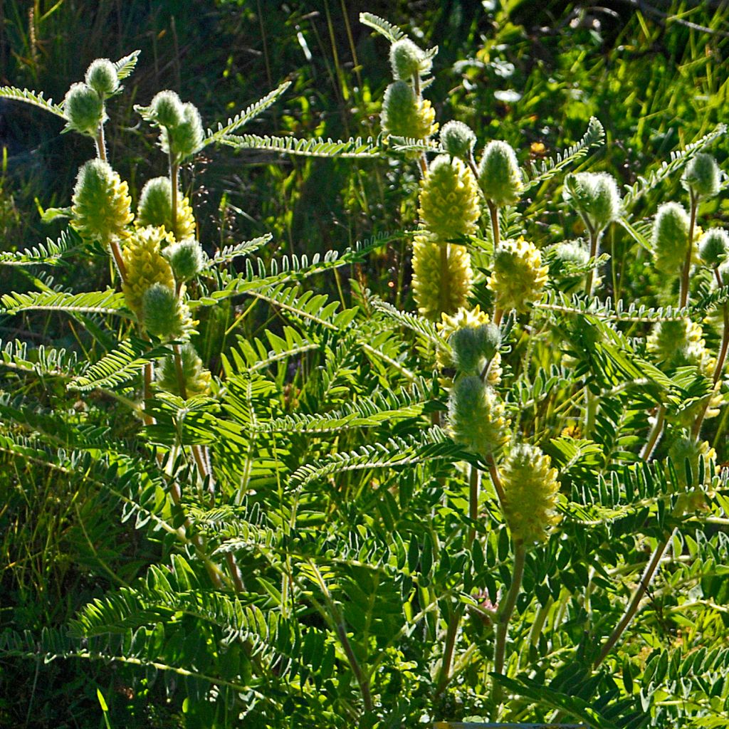 Astragalus centralpinus
