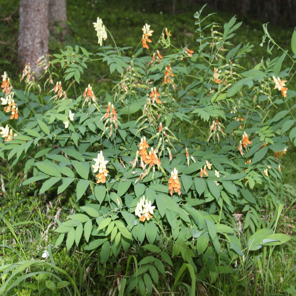 Astragalus glycyphyllos