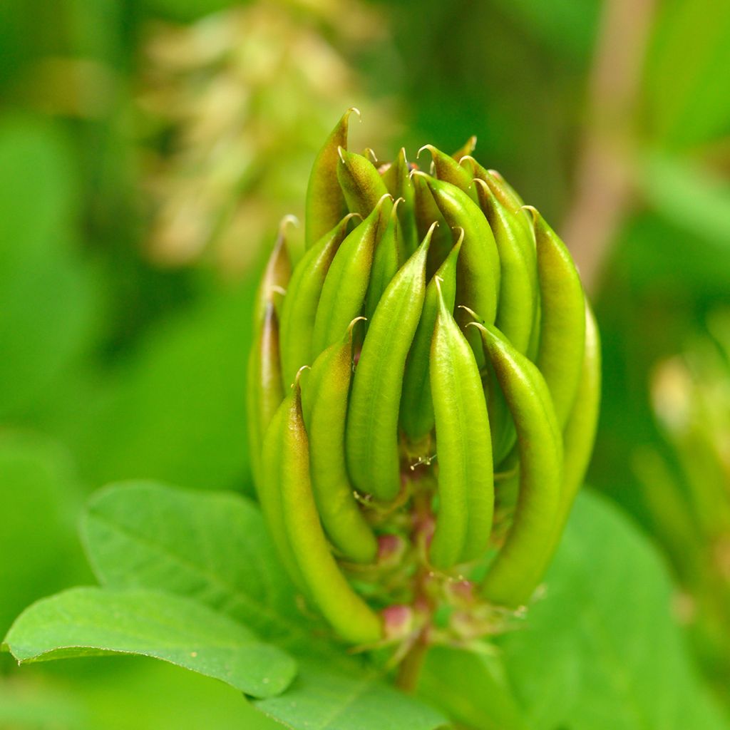 Astragalus glycyphyllos