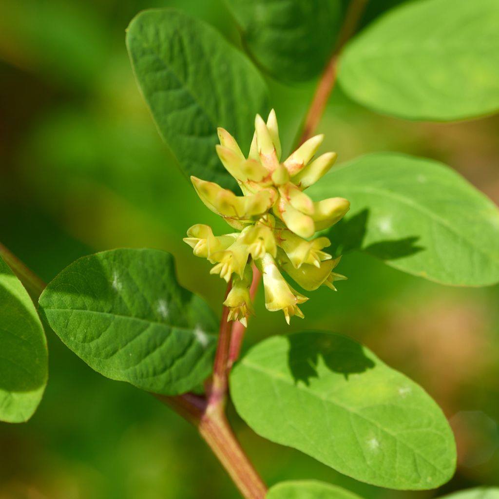 Astragalus glycyphyllos