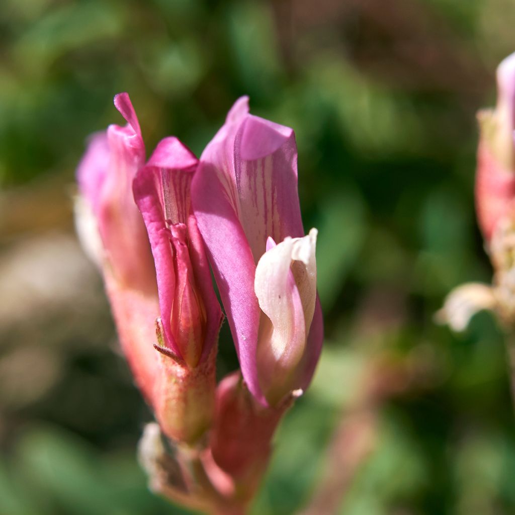 Astragalus monspessulanus