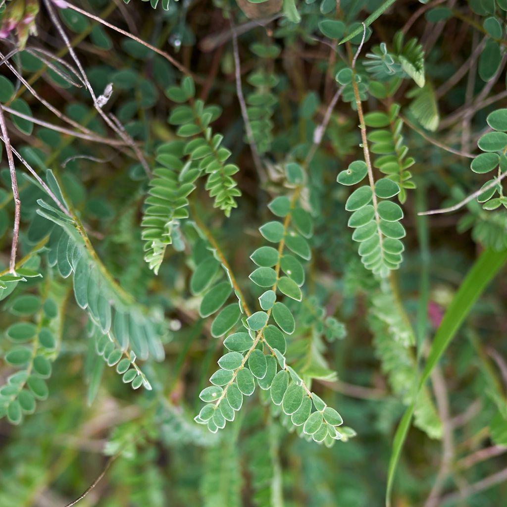 Astragalus monspessulanus