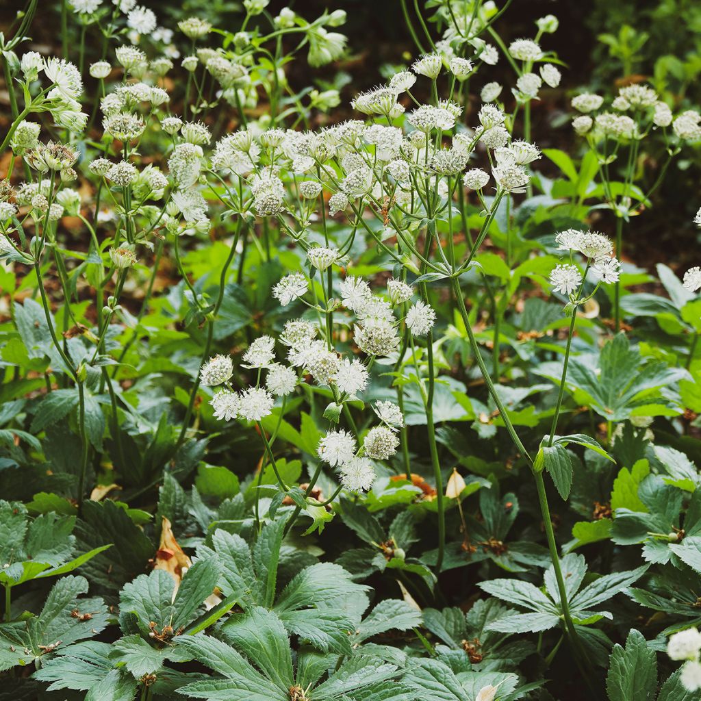 Astrance - Astrantia major Alba (White)